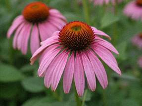 Echinacea